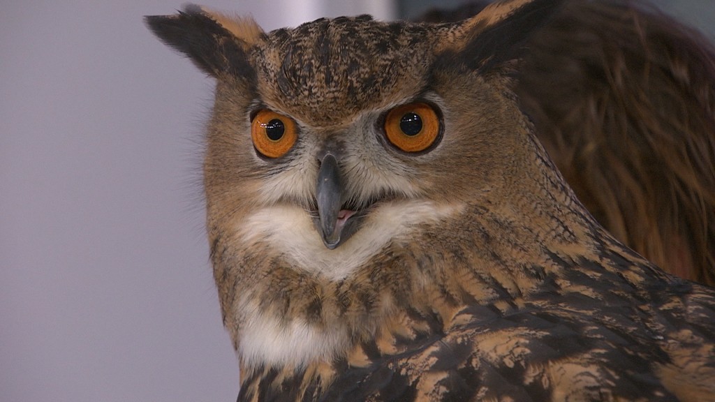 An owl recently went on the offensive at Seattle's Discovery Park.