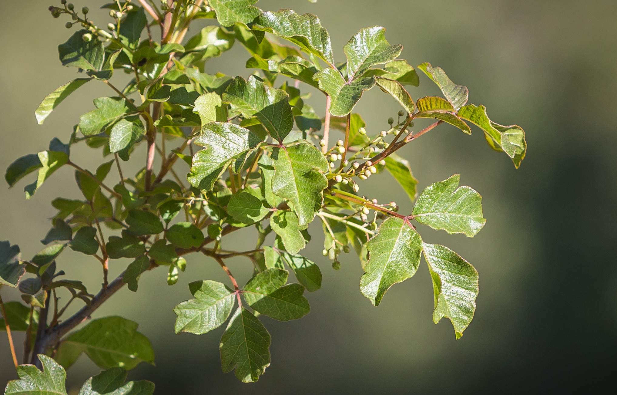 Toxicodendron diversilobum