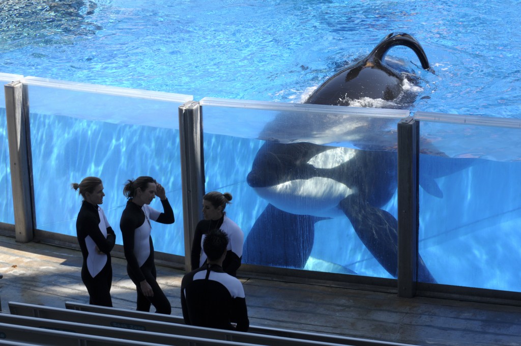 FILE - In this Monday, March 7, 2011, file photo, killer whale Tilikum, right, watches as SeaWorld Orlando trainers take a break during a training session at the theme park's Shamu Stadium in Orlando, Fla. SeaWorld is ending its practice of killer whale breeding following years of controversy over keeping orcas in captivity. The company announced Thursday, March 17, 2016, that the breeding program will end immediately. (AP Photo/Phelan M. Ebenhack, File)