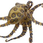 藍環章魚a