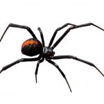 Spider, Redback or Black Widow,  isolated on white