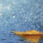 秋雨