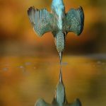 Alan McFadyen