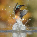 Alan McFadyen-23