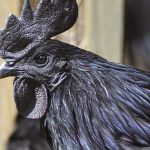ayam-cemani-1