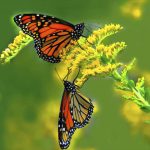 butterfly