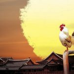rooster