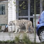 tiger-1