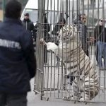 tiger-4