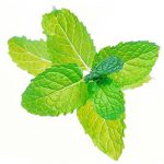 薄荷
