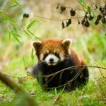 red panda in grass