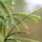 春雨