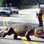Alligator-2