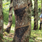 urushi_tree
