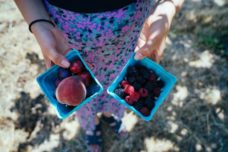 擁有可愛向日葵和藍莓的神仙農場