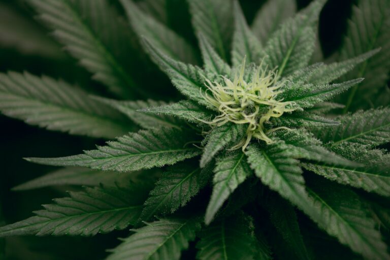 華州將通過家庭種植娛樂用大麻合法化