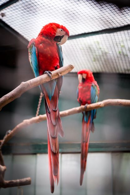 禽流感在北美迅速蔓延 動物園將鳥類隔離