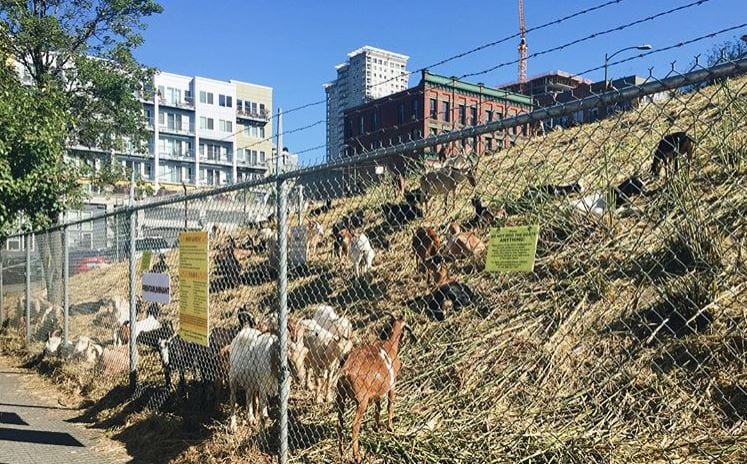 山羊群现身市中心   天然植被管理员