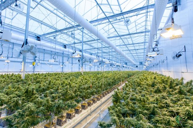 研究人員警告 濃縮大麻有機會增加患上精神健康疾病風險