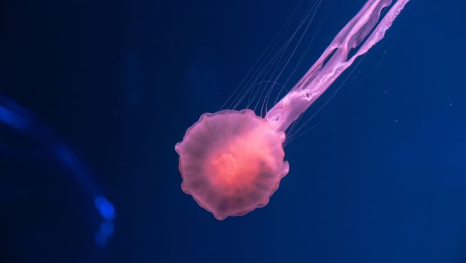 华州科学家花十年复活寄生虫标本 盼为本地水域生态系统带来改变