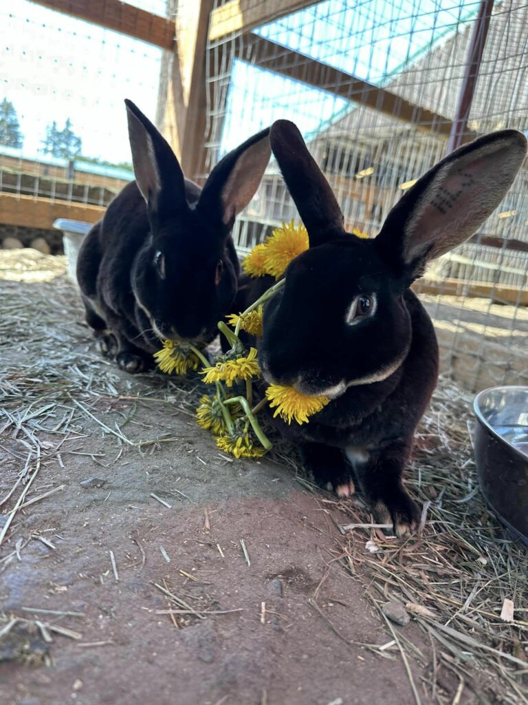 西雅圖動物收容所   領養毛孩給牠們一個家