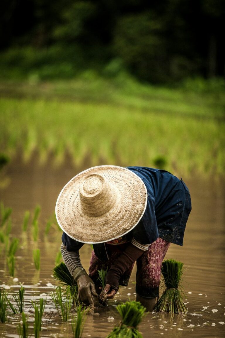 萬物蓬勃︰小滿節氣下的農事與養生