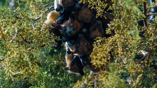 狂犬病警報︰雷頓居民與蝙蝠的潛在接觸風險