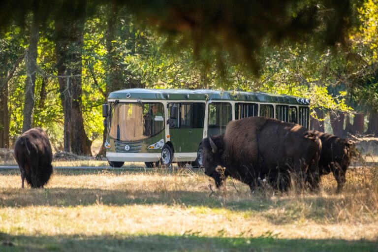 電動無軌列車暢遊華州野生動物園區
