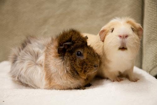 領養超萌口袋動物