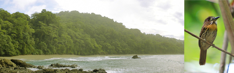 科尔科瓦多国家公园（Corcovado National Park)　哥斯达黎加