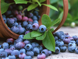 Blueberries