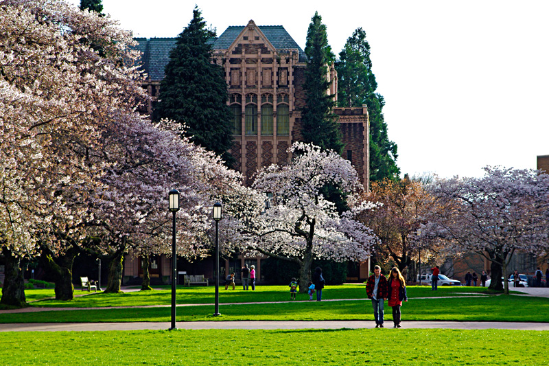 Cherry Blossom at UW