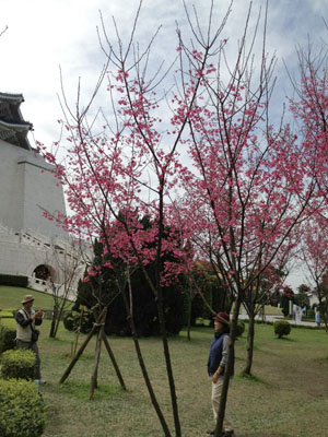 Cherry Blossom (Photo: Phoebe Fan)