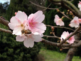 Cherry Blossom (Photo: Phoebe Fan)