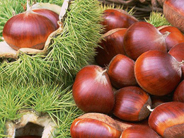 Chestnut