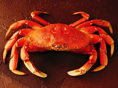 Crab