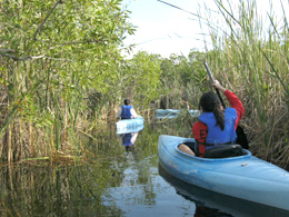 Mangrove