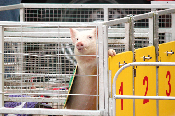 Spring Fair - Swifty Swine Racing Pig