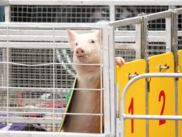 Spring Fair - Swifty Swine Racing Pig