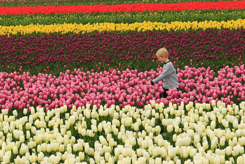 Skagit Valley Tulip Festival