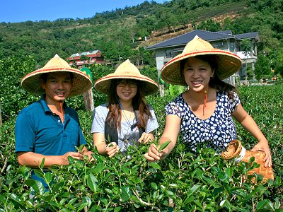游人踩入中山茶园一尝采茶乐趣